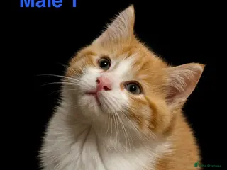 Ragdoll cats Mixed Kittens for sale - Advert 3