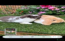 Mini Lop rabbits for sale: 2 girl  mini lop rabbits  - Image 1
