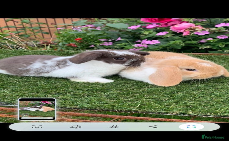 Mini Lop rabbits - Advert 1