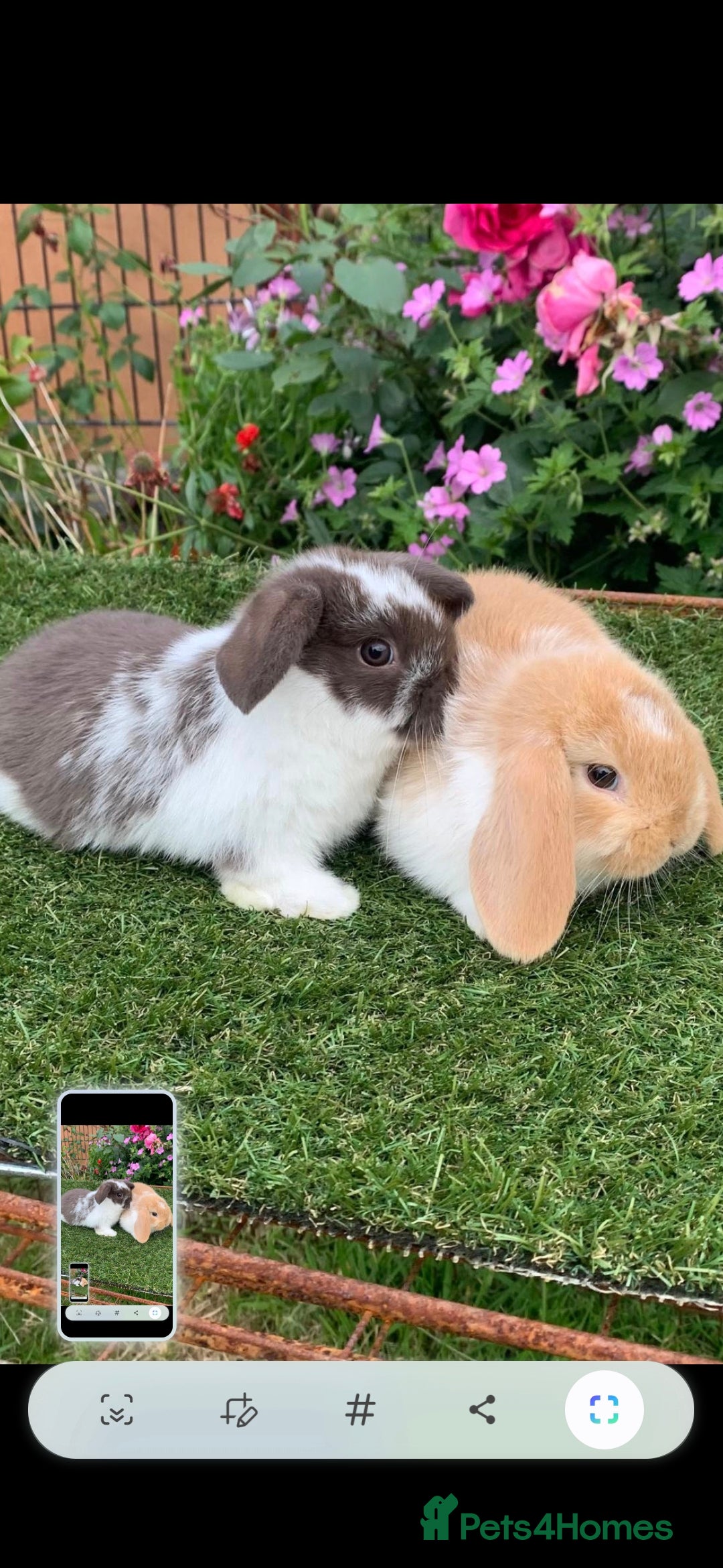 Mini Lop rabbits for sale: 2 girl  mini lop rabbits  - Image 1