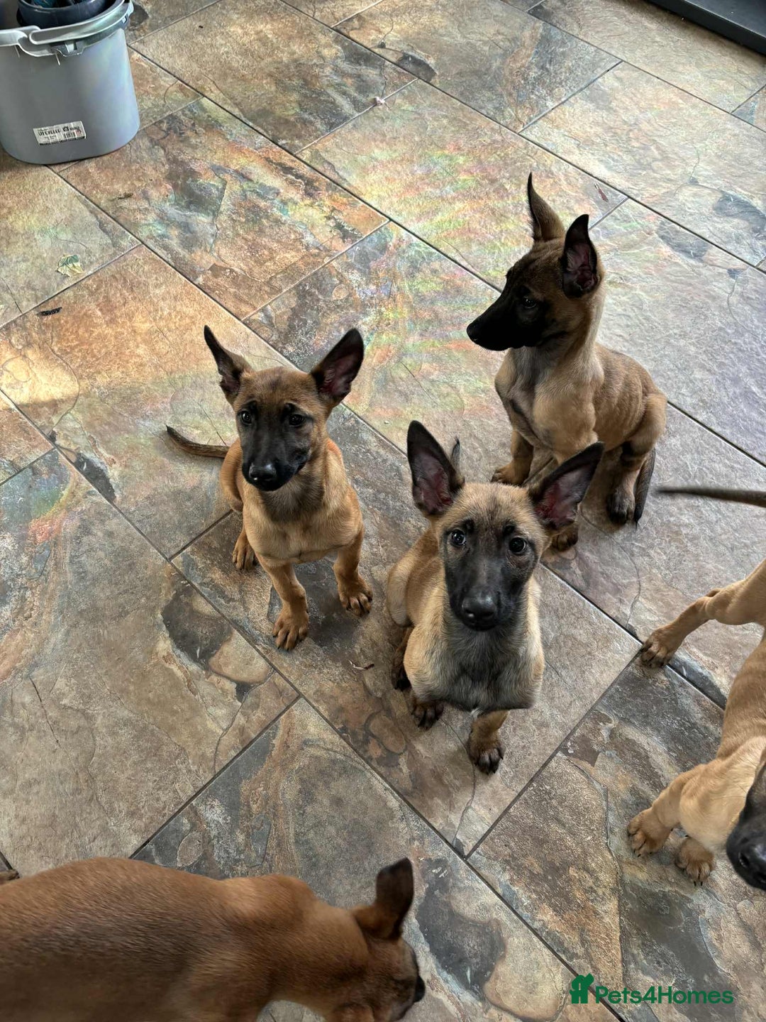 Belgian Shepherd Dog dogs for sale: Belgian malinois  - Image 6