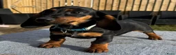 Dachshund dogs for sale: Dachshund puppies standard, wired-haired & smooth - Advert 21