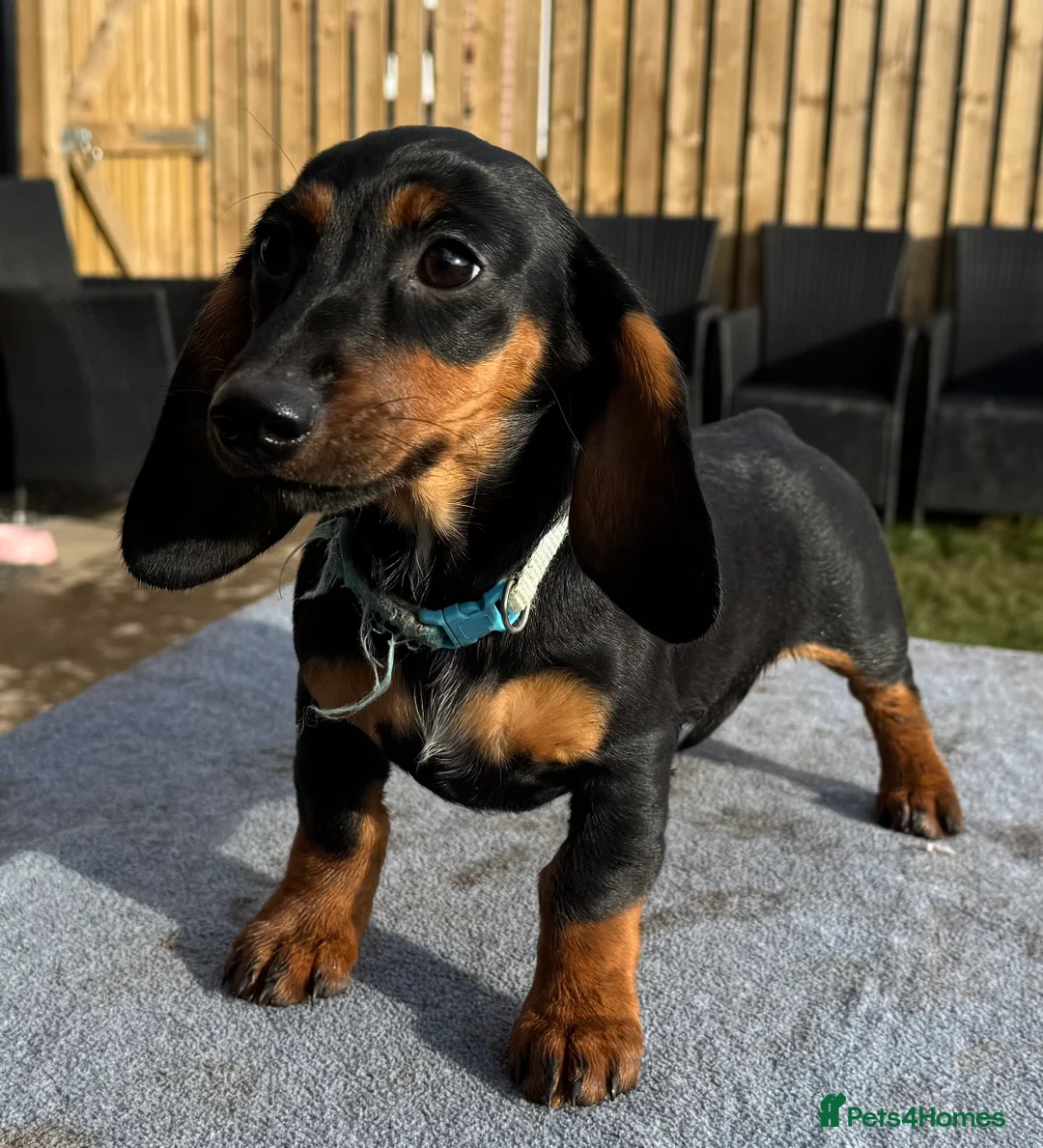 Dachshund dogs for sale: Dachshund puppies standard, wired-haired & smooth - Advert 21