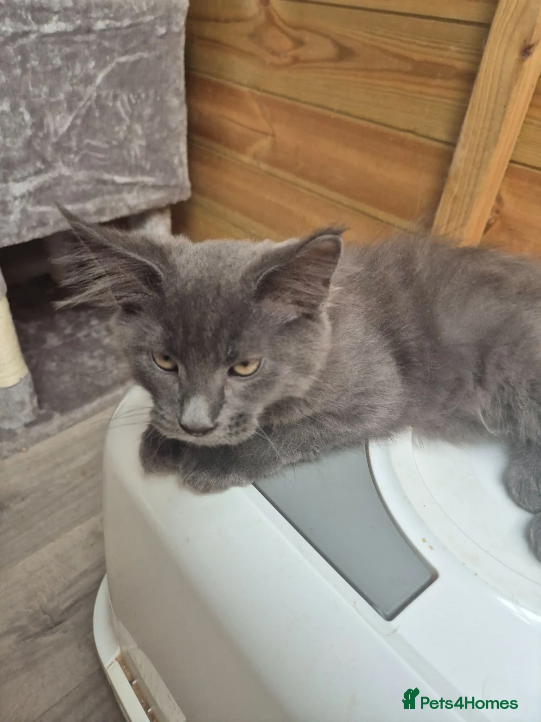 Maine Coon cats for sale: 2 BLUE BOYS - Advert 5