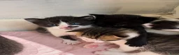 Domestic Shorthair cats for sale: Kittens forsale  - Advert 22