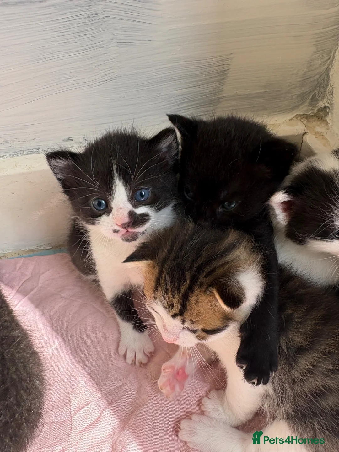 Domestic Shorthair cats for sale: Kittens forsale  - Advert 22