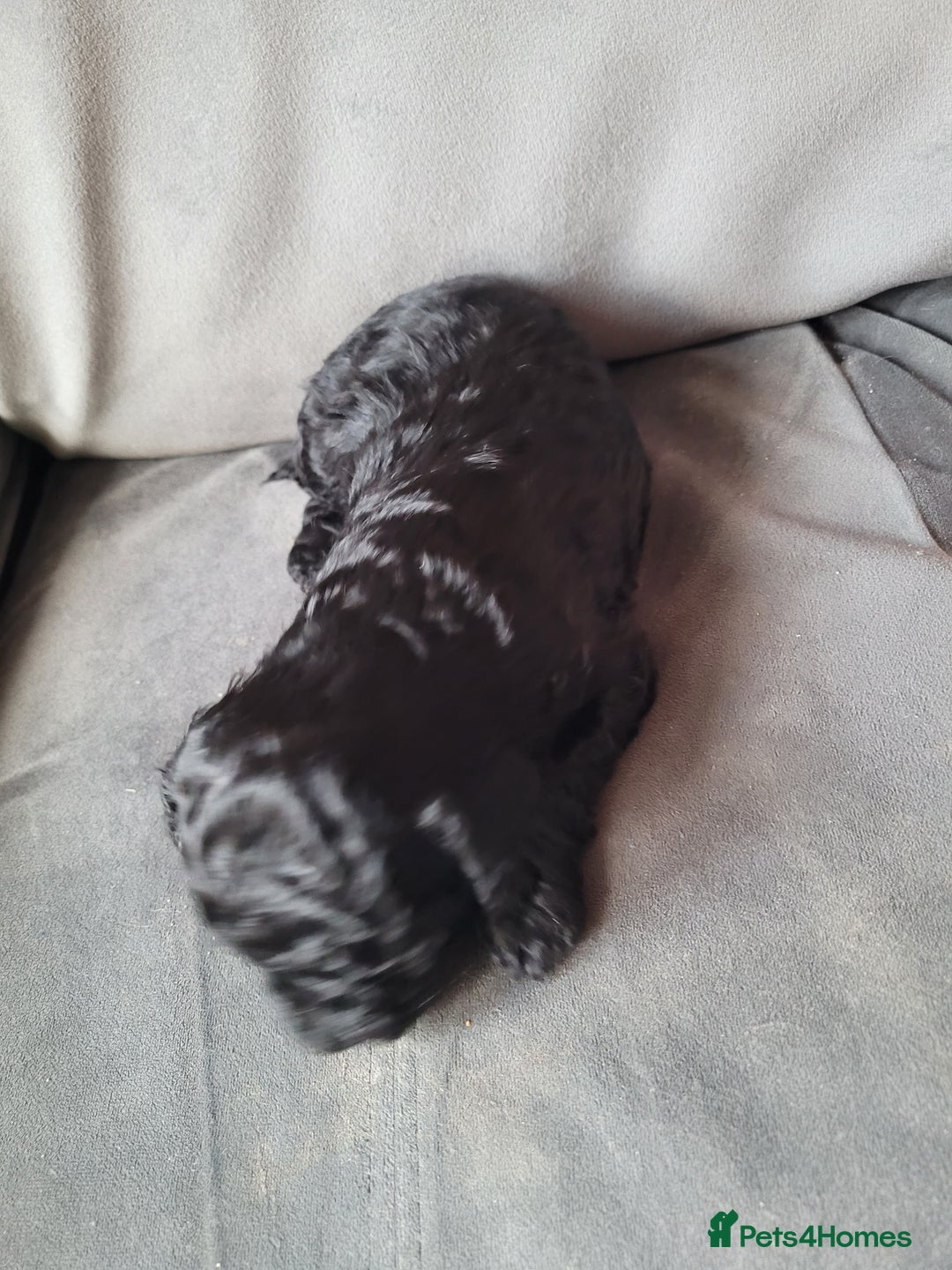 Cockapoo dogs for sale: Cockapoo puppies 💝  - Advert 7