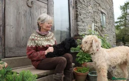 Labradoodle dogs for sale: F3 Labradoodle Puppies Licenced Breeder - Image 27