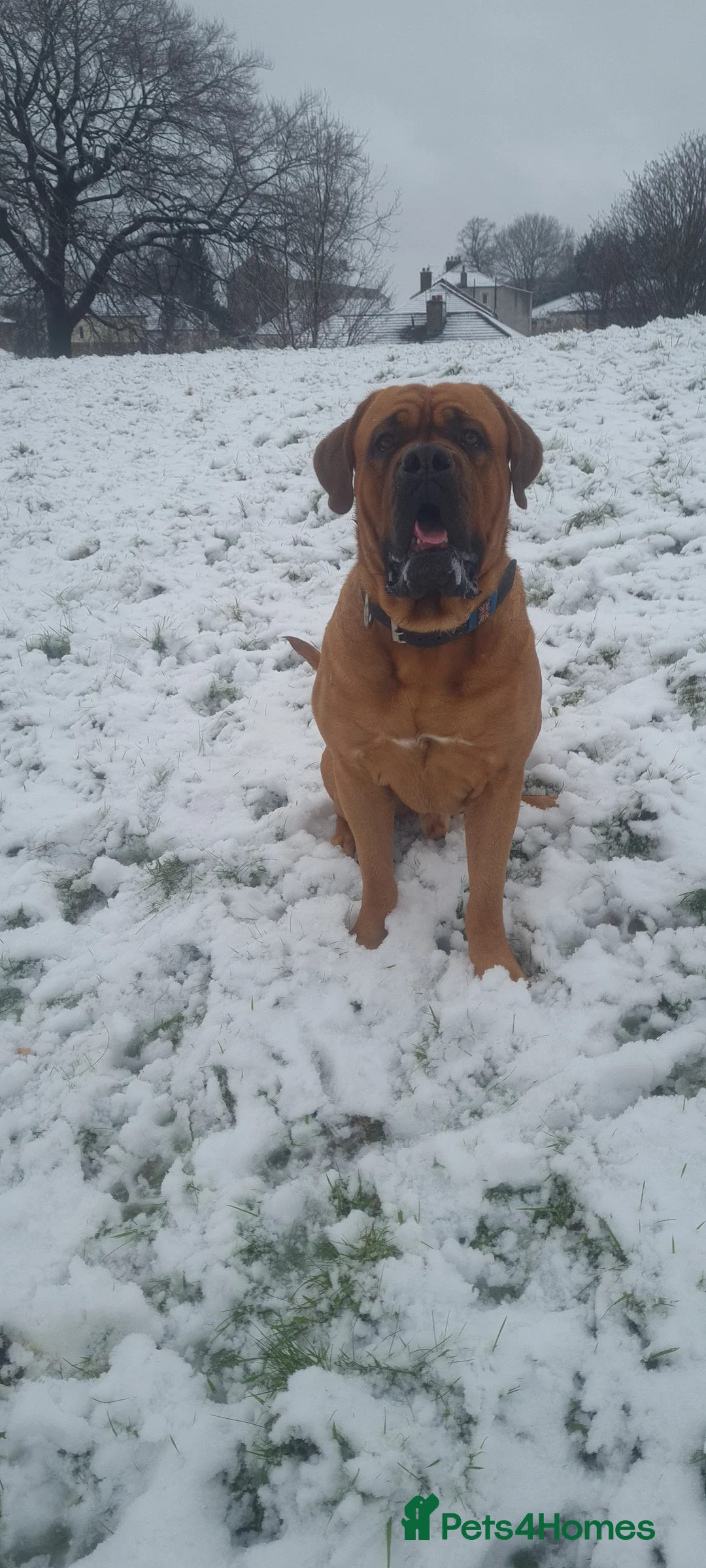 Dogue De Bordeaux dogs for stud: DOGUE DE BORDEUX STUD  in Glasgow - Advert 8