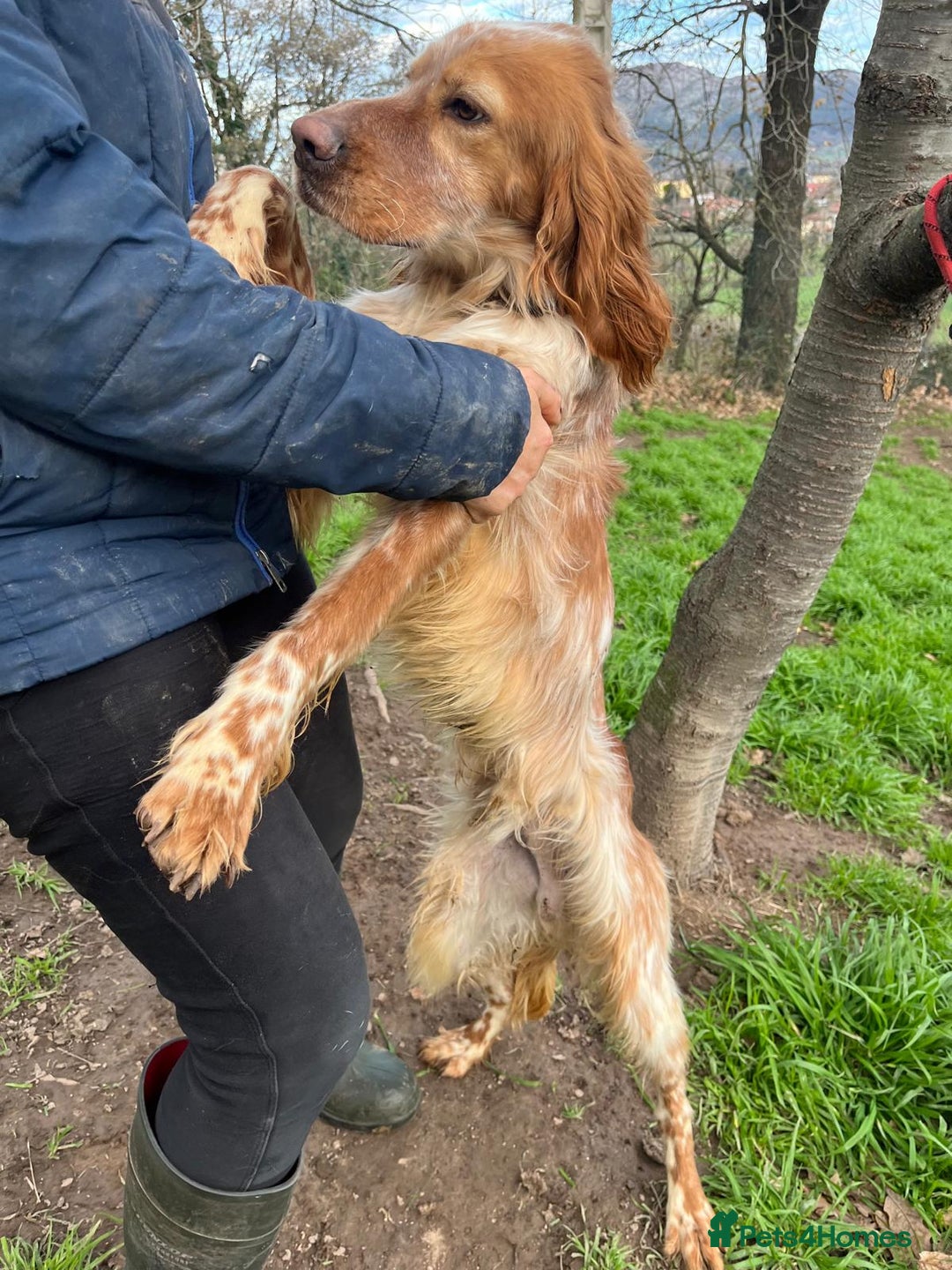 English Setter dogs for adoption: Tito  - Advert 6