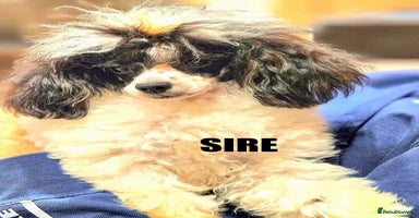 Cavapoo dogs - Advert 2