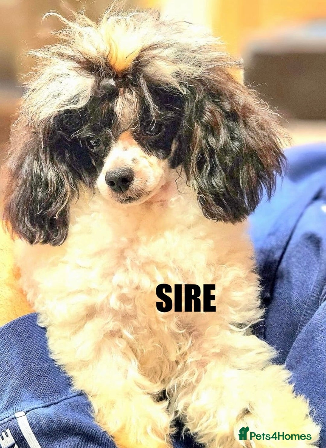 Cavapoo dogs for sale: Stunning F1 Cavapoo Puppies  - Image 3