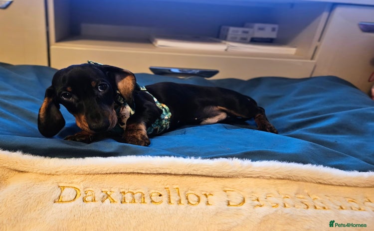 Miniature Dachshund dogs - Advert 4