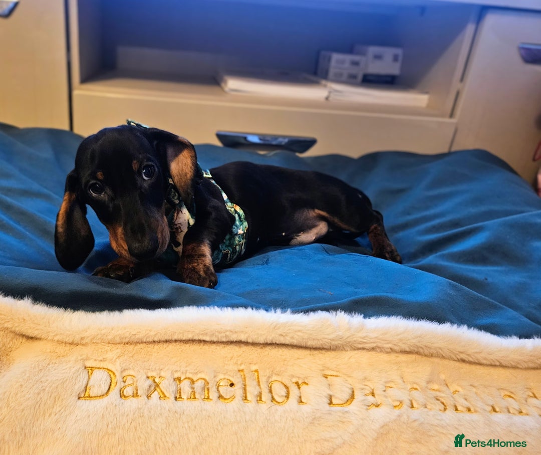 Miniature Dachshund dogs for sale: IVDD TESTED Exceptional pedigree - Image 1
