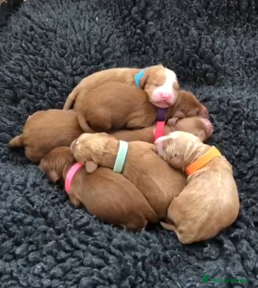 Miniature Poodle dogs for stud: ✅️DNA Test Red KC Miniature Poodle Stud Manchester in Manchester - Image 20