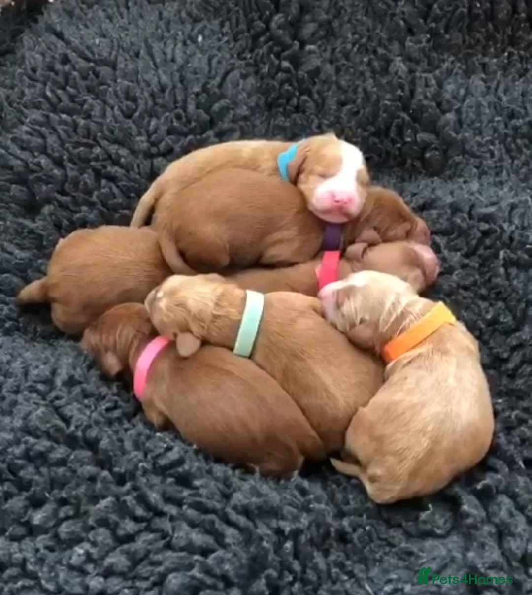 Miniature Poodle dogs for stud: ✅️DNA Test Red KC Miniature Poodle Stud Manchester in Manchester - Advert 20