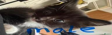 Black nose 