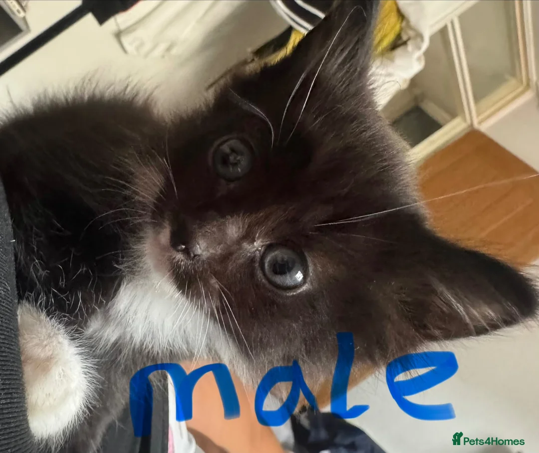 Mixed Breed cats for sale: 3 beautiful kittens  - Advert 2