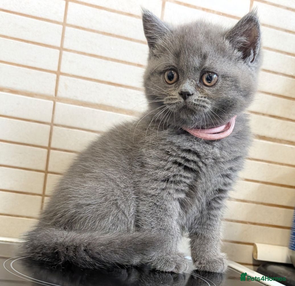 British Shorthair cats Beautiful BSH-kittens-Ready for Their New Homes - Advert 2