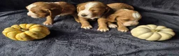 Cocker Spaniel dogs for sale: Beautiful working cocker spaniel puppies in Worcester - Advert 3