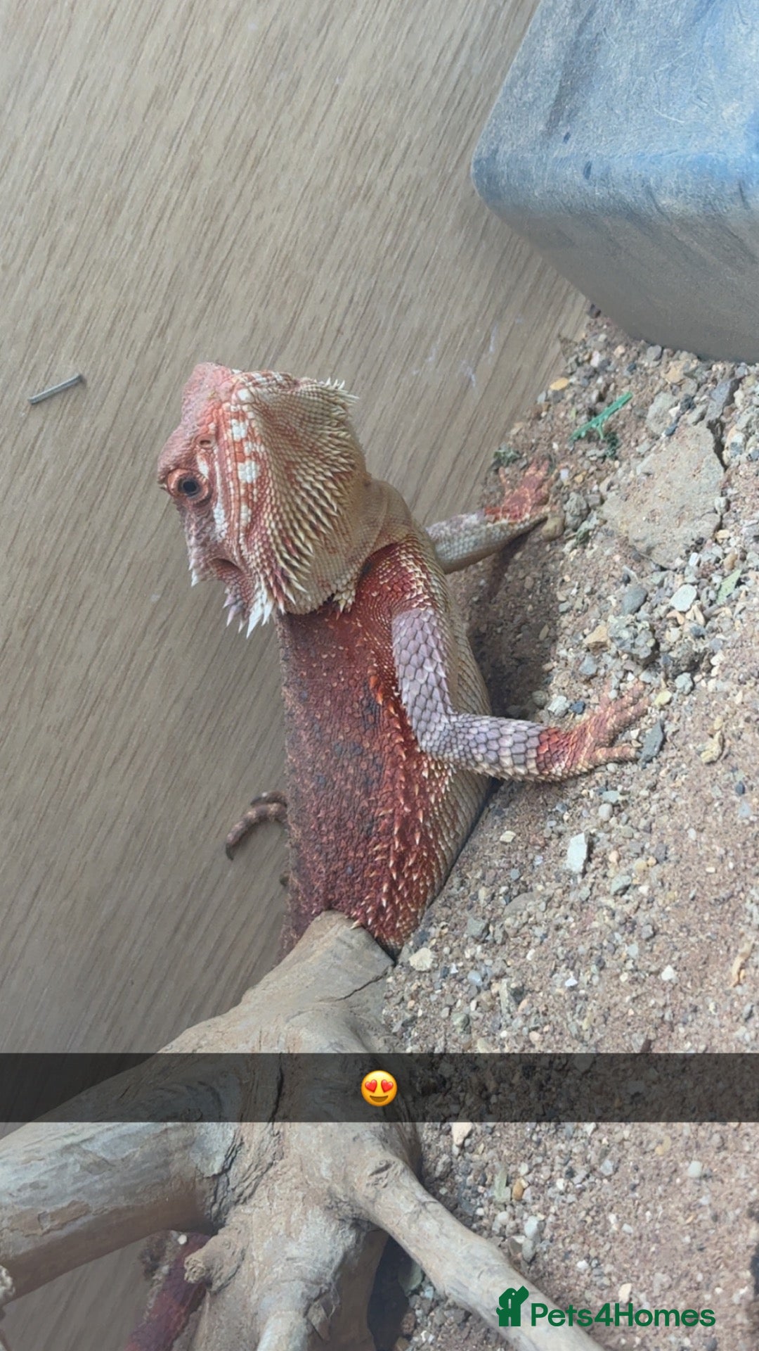 Bearded Dragon reptiles Spanish red x red monster - Advert 1