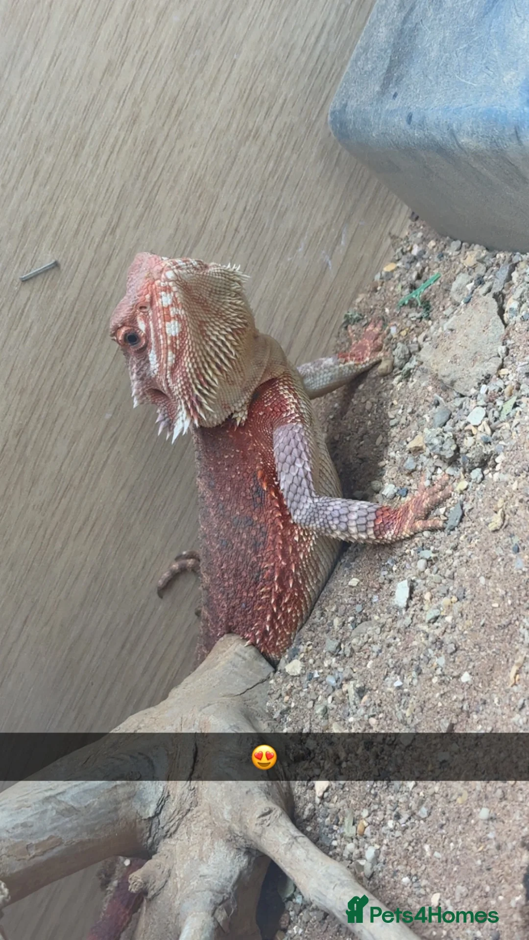 Bearded Dragon reptiles for sale: Spanish red x red monster in Caernarfon - Advert 1