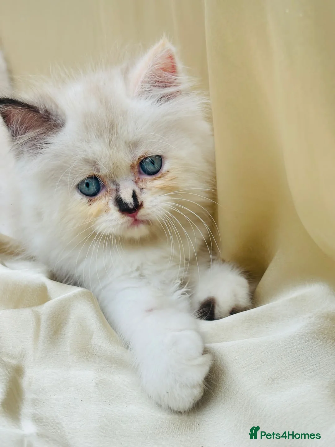 Mixed Breed cats for sale: Lucy cat - Advert 1