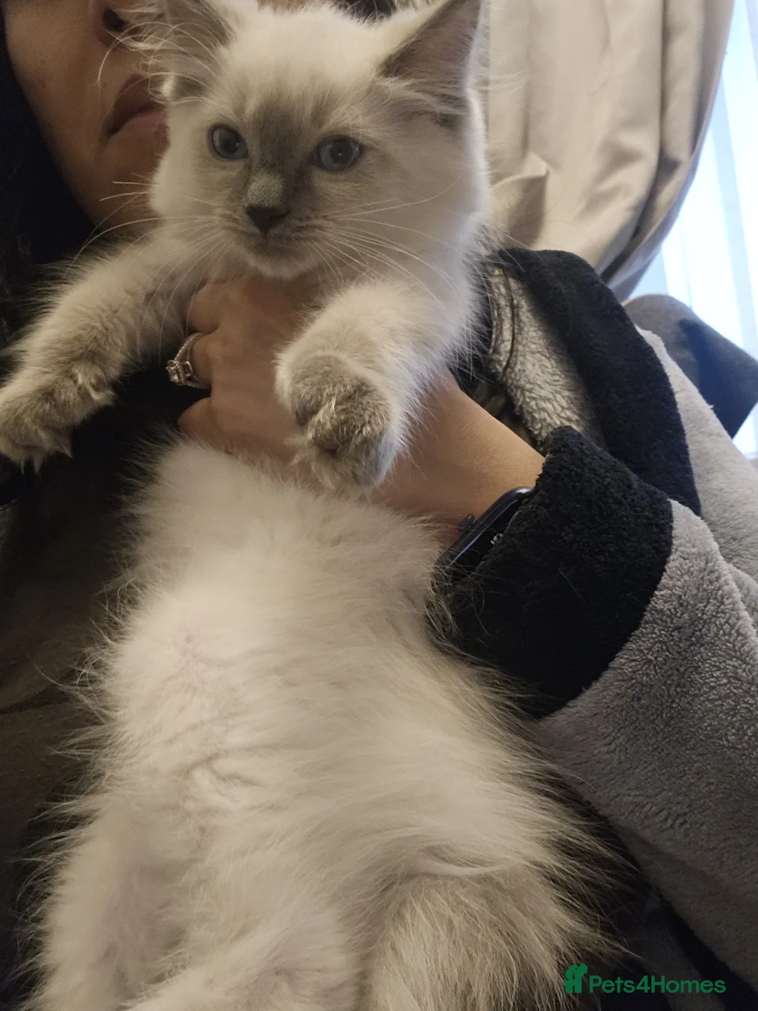 Ragdoll cats for sale: Blue point kittens for sale - Advert 9