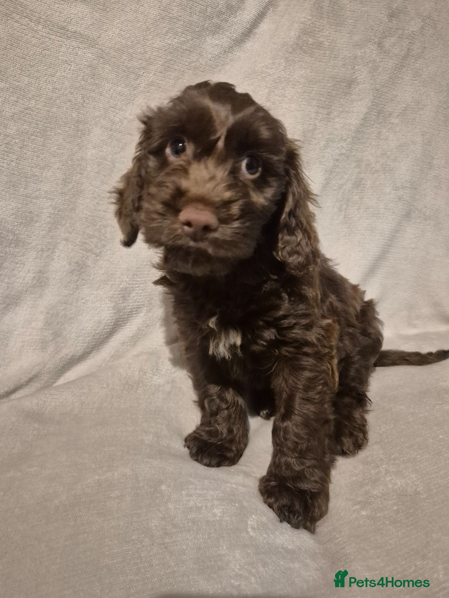 Cockapoo dogs for sale: Cockapoo puppies - Advert 1