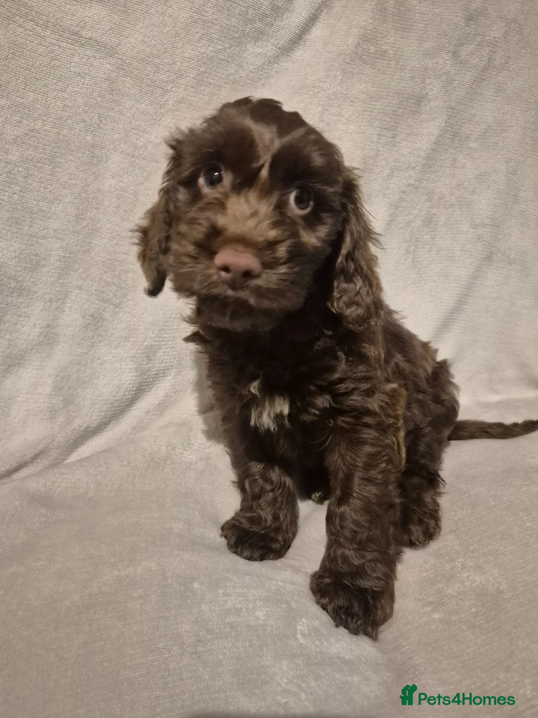 Cockapoo dogs for sale: Cockapoo puppies - Advert 1