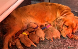 Cockapoo dogs for sale: F1 cockapoos  - Image 8