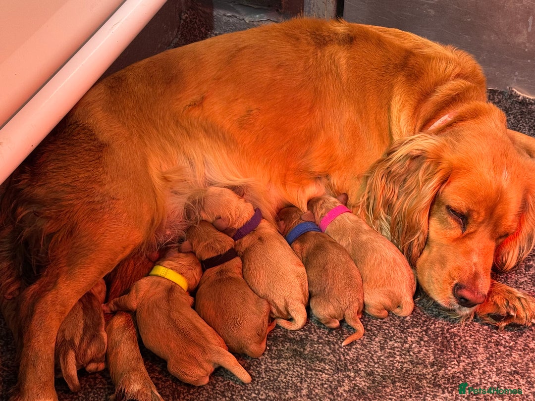 Cockapoo dogs for sale: F1 cockapoos  - Image 8