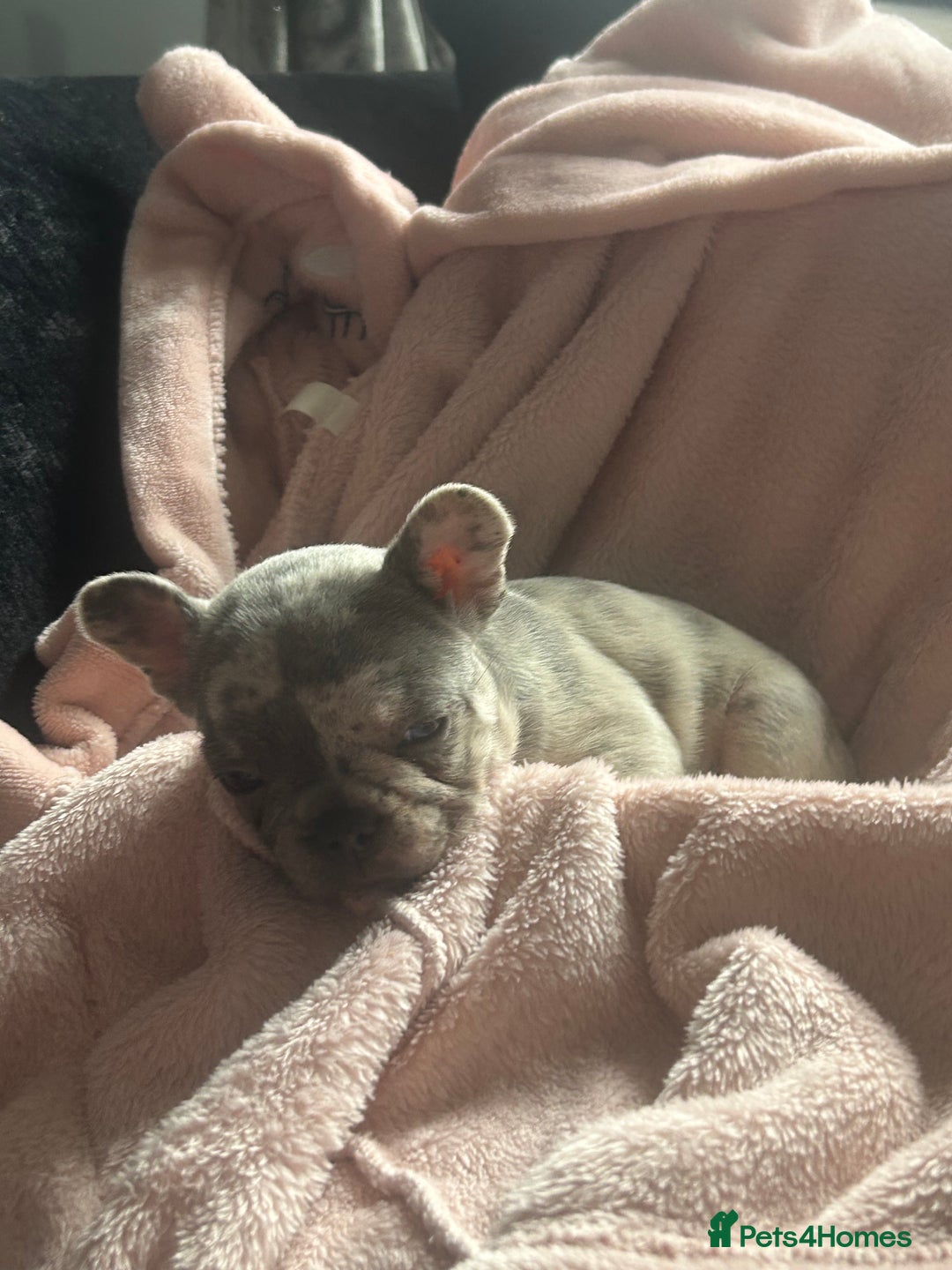 French Bulldog dogs for sale: Beautiful French bulldogs seek homes - Image 14