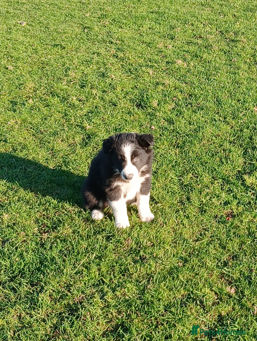 Border Collie dogs for sale: Long coated traditional border collie pups - Advert 9