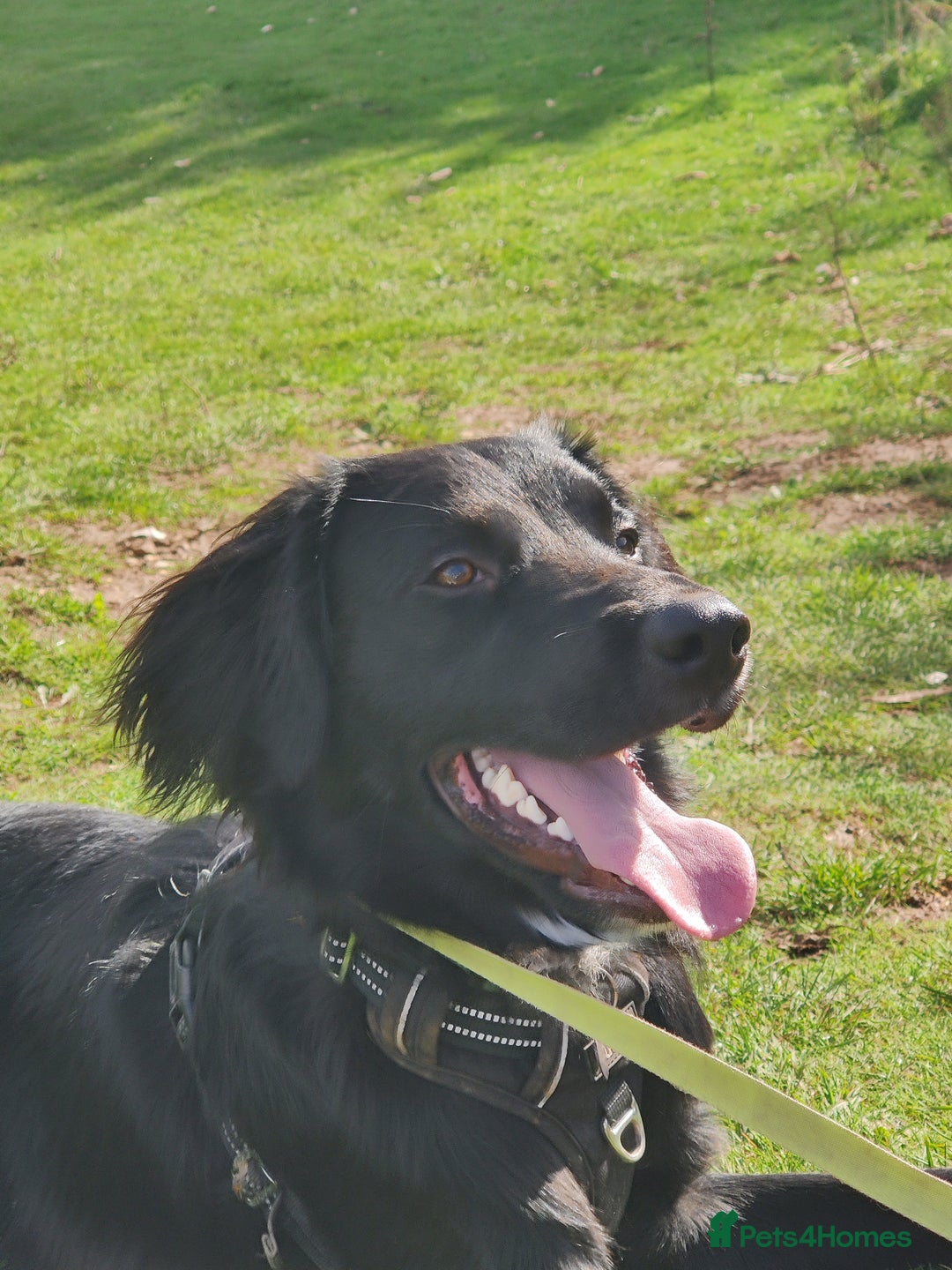 Mixed Breed dogs for sale: Sprollie pup - Image 3