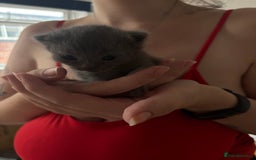 Mixed Breed cats for sale: Female Maine Coon x British Shorthair kitten - Image 5