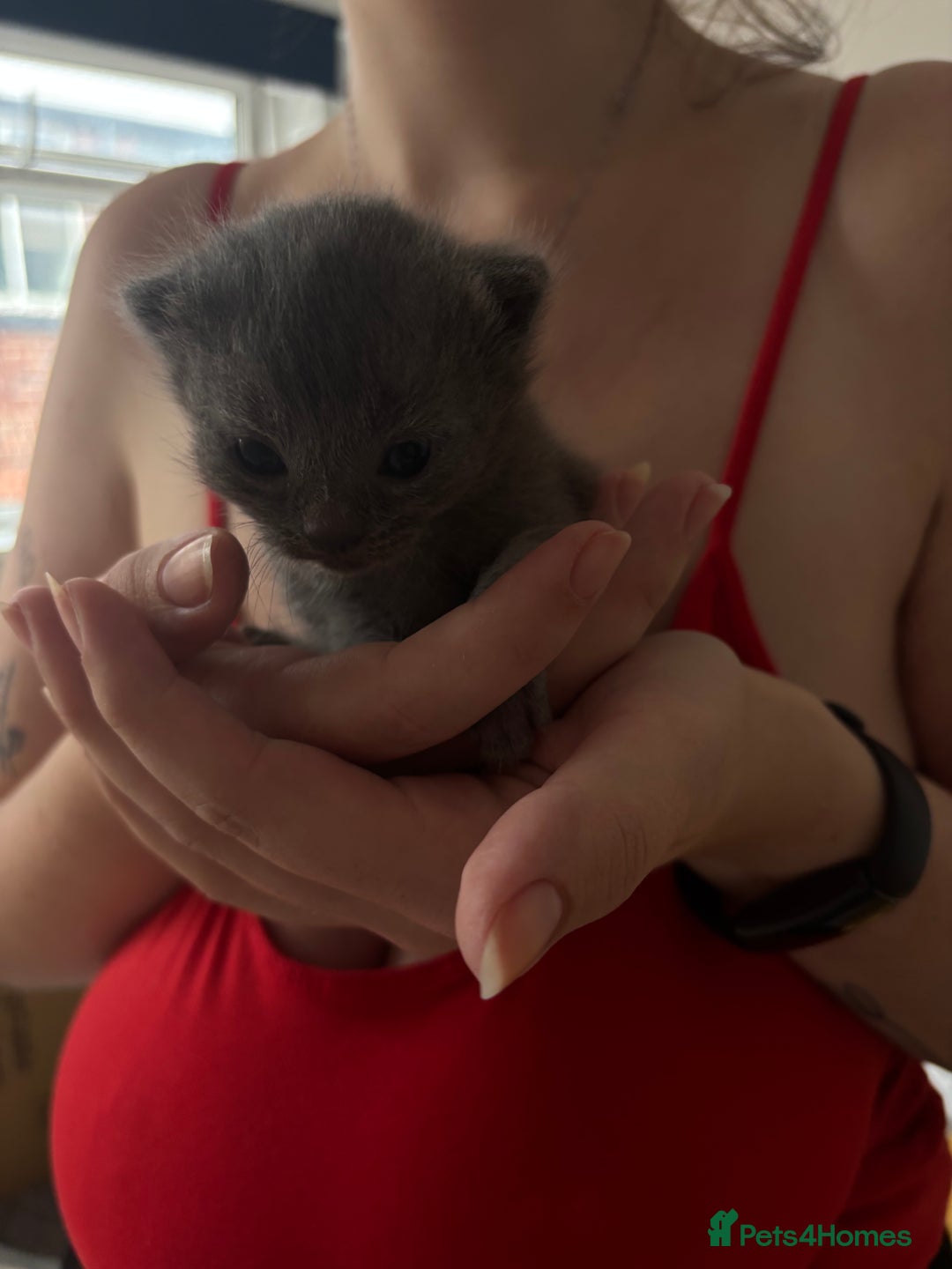 Mixed Breed cats for sale: Female Maine Coon x British Shorthair kitten - Image 5