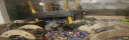 Chickens poultry for sale: Silkie Chickens  - Advert 1