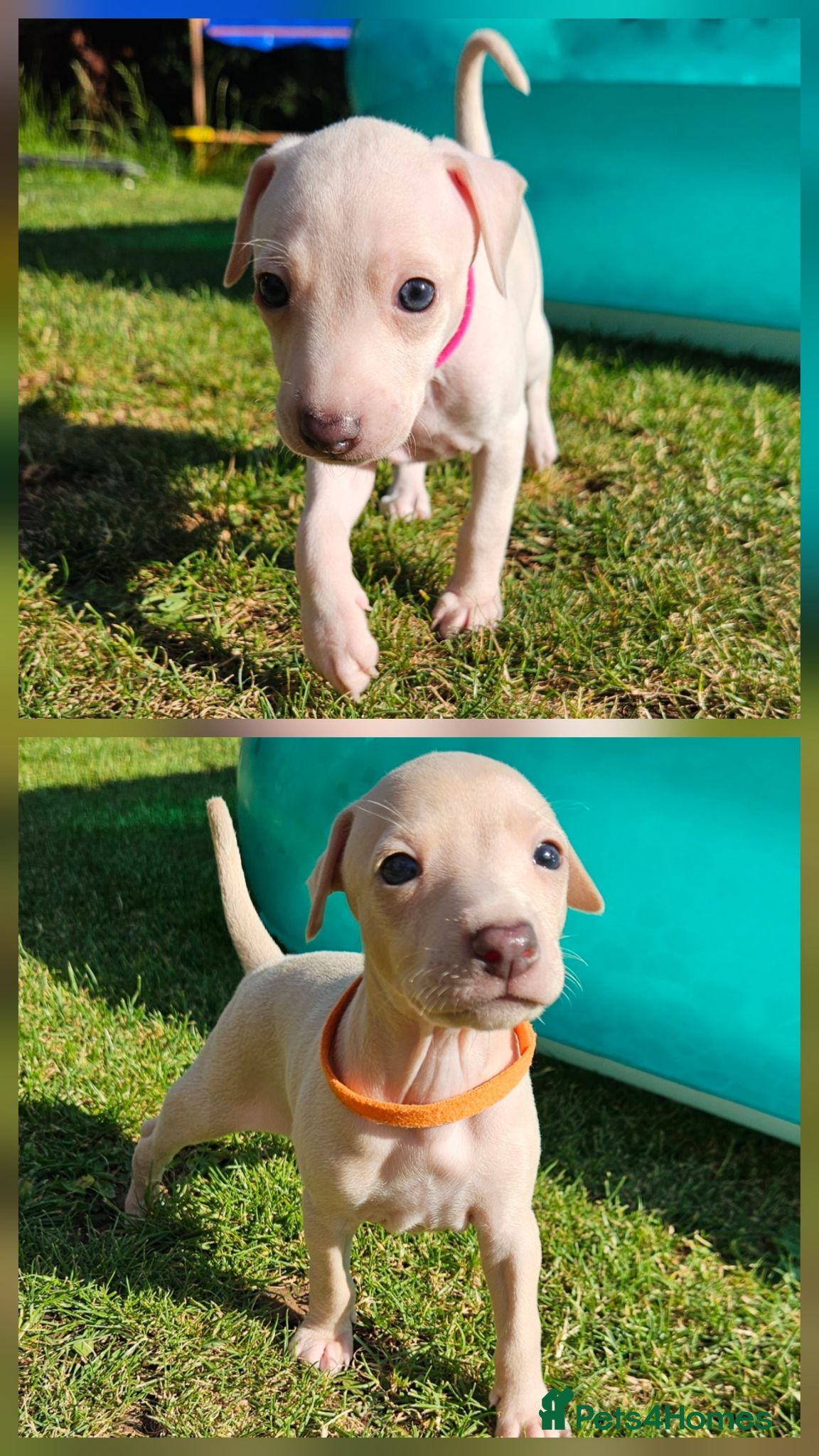 Italian Greyhound dogs KC Registered Cream Italian Greyhound Puppies - Advert 11