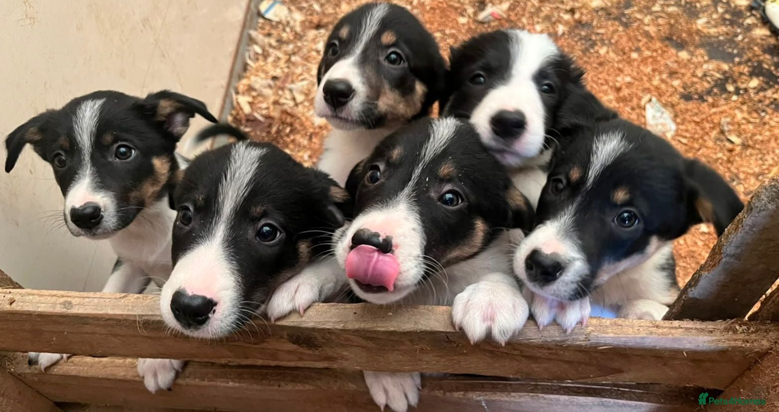 Border Collie dogs Ready*Bundles of Joy*Ready - Advert 2
