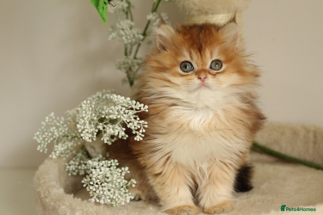 British Shorthair cats for sale: Gorgeous LH Golden Chinchilla boy - Image 10