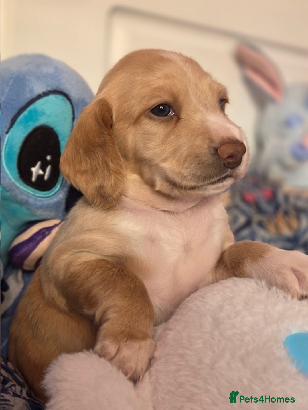 Mixed Breed dogs for sale: Cocker Spaniel Puppies – 4 Weeks Old - reserve now - Advert 15