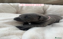 Staffordshire Bull Terrier dogs for sale: Orange Collar Puppy  - KC registered Blue ‘Bullscaff Pharaon’ Staffy Boy - Image 14