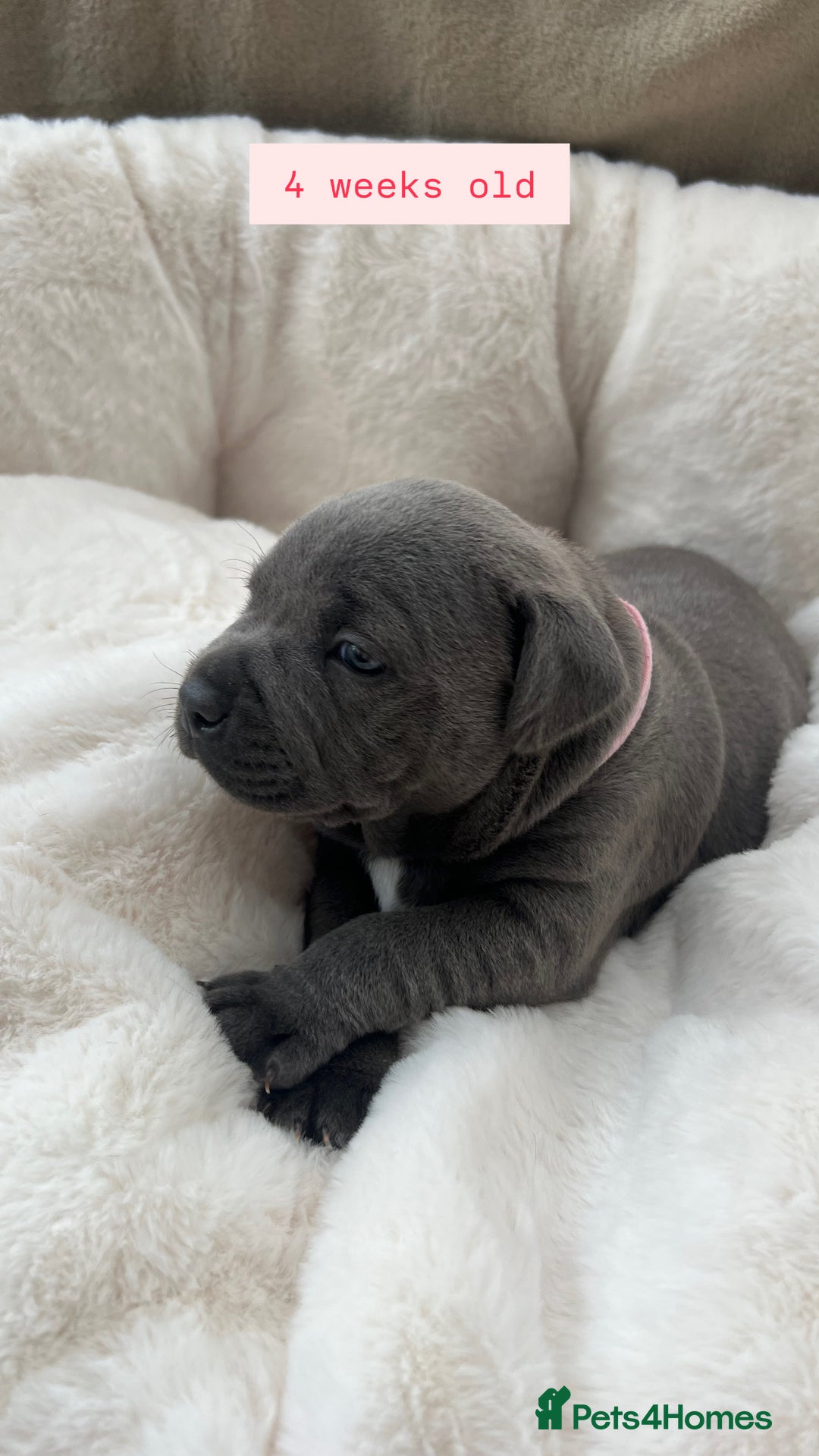 Staffordshire Bull Terrier dogs for sale: Orange Collar Puppy  - KC registered Blue ‘Bullscaff Pharaon’ Staffy Boy - Image 14
