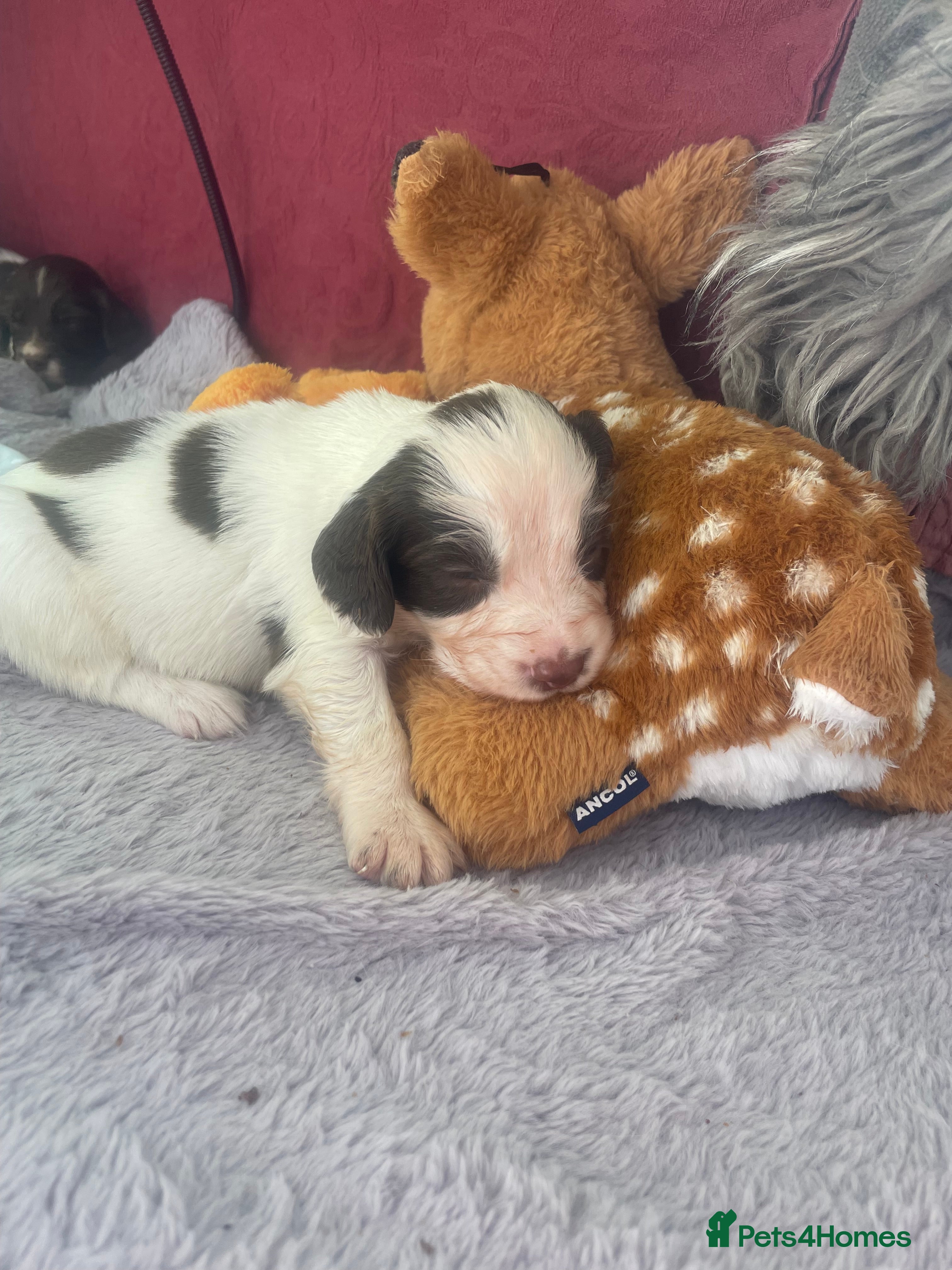 English Springer Spaniel dogs  KC Working Line English Springer Spaniel Puppies  - Advert 15