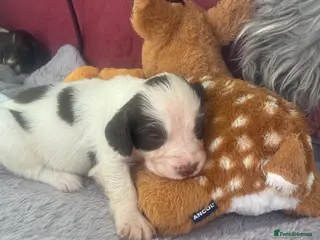 English Springer Spaniel dogs KC Working Line English Springer Spaniel Puppies - Advert 15