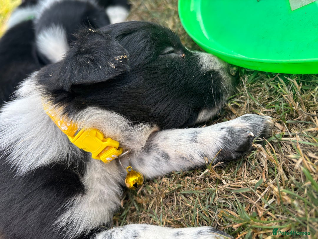 Border Collie dogs for sale: Border collie pups - Image 11