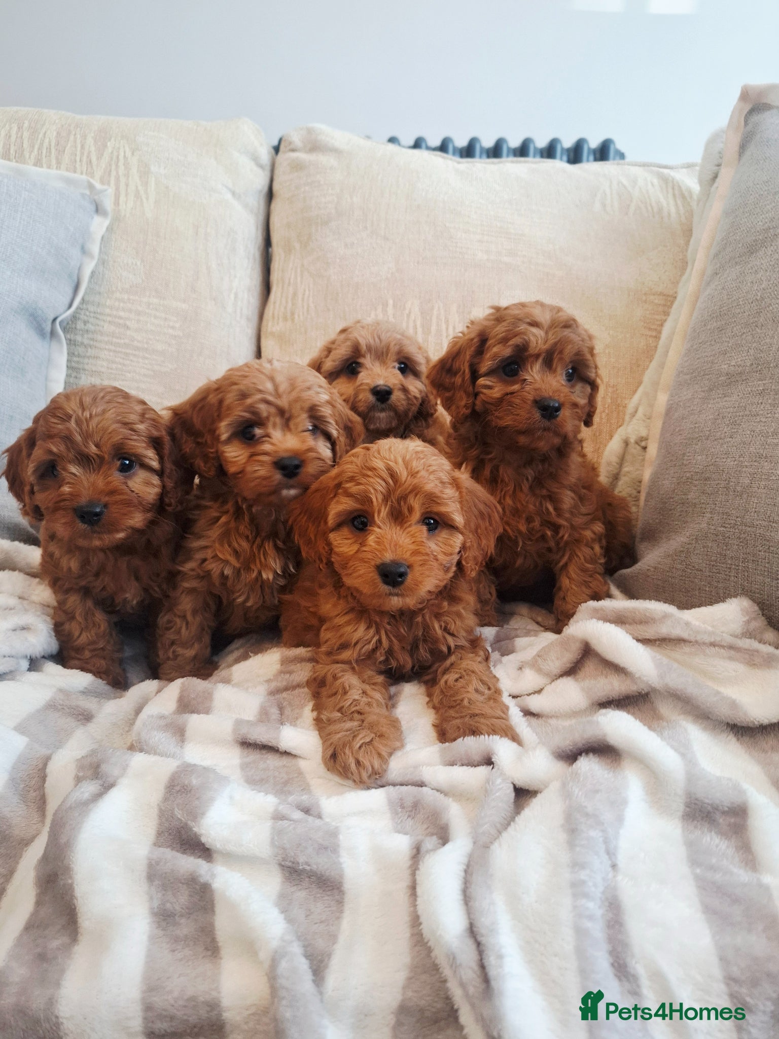 Cavapoo dogs F1 Teddy bear cavapoo. Extensively health tested - Advert 12