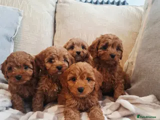 Cavapoo dogs F1 Teddy bear cavapoo. Extensively health tested - Advert 1