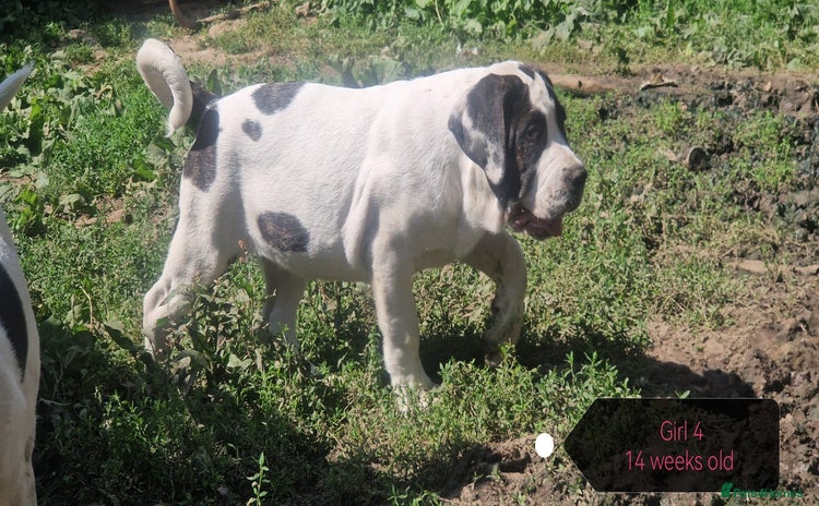 Central Asian Shepherd dogs in Pulborough - Advert 2